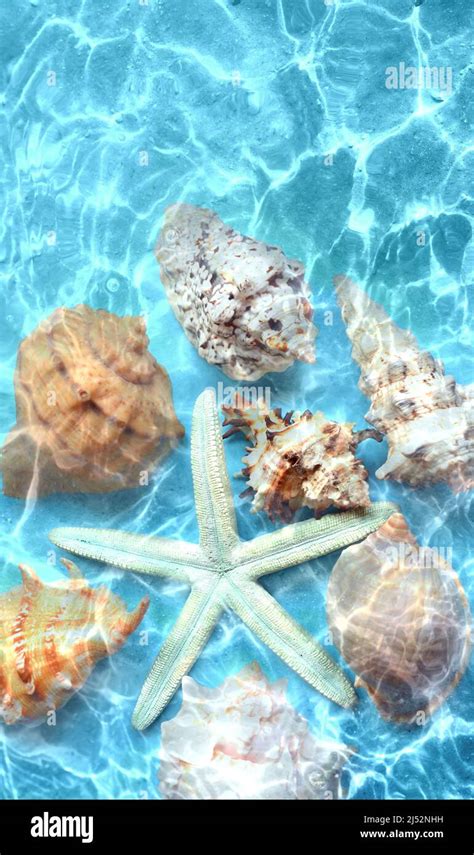 Starfish And Seashell On The Summer Beach In Sea Water Summer