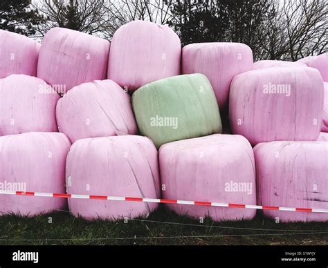 Stacked silage bales Stock Photo - Alamy