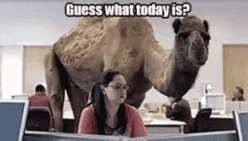 Happy Hump Day Camel GIF - Happy Hump Day Camel - Discover & Share GIFs