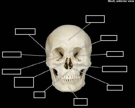 Skull Anterior Diagram Quizlet