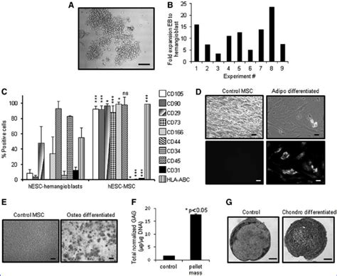 Generation Of Human Embryonic Stem Cell Hesc Mesenchymal Stem Cells