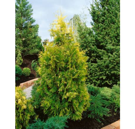 Thuja occidentalis Europa Gold Zerav západní 15 20 cm K9