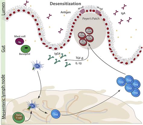 Deciphering the black box of food allergy mechanisms - Annals of
