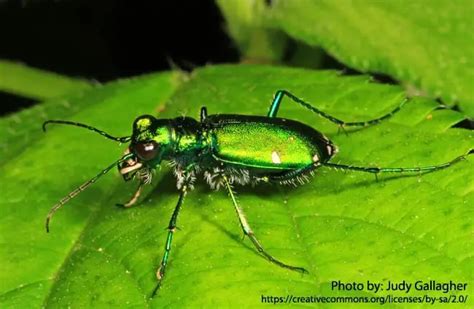 Tiger Beetle Description Habitat Image Diet And Interesting Facts