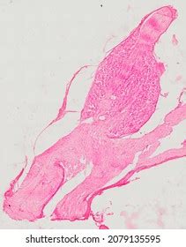 Histological Section Cerebellum Stained By Silver Stock Photo Edit Now