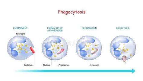 Unveiling the Intricacies of Exocytosis Through Diagrams