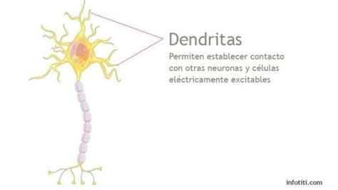 Orientaci N Biol Gica Actual Issuu