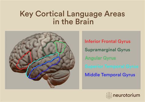 Post Stroke Language Impairments Neurotorium