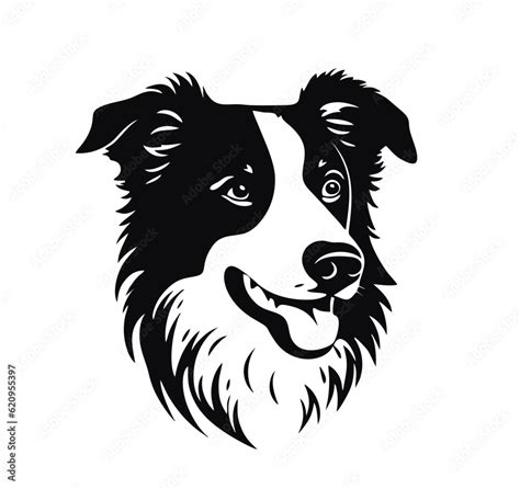 Vector Isolated One Single Sitting Border Collie Dog Head Front View