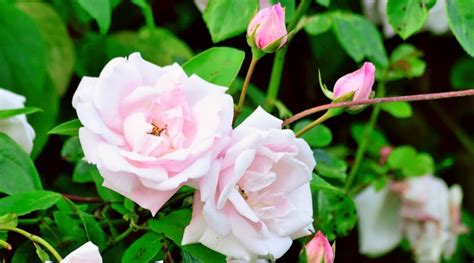 How to Plant, Grow, and Care for New Dawn Roses