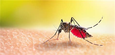 Who Entwickelt Strategie Gegen Dengue Fieber Und Andere Arboviren