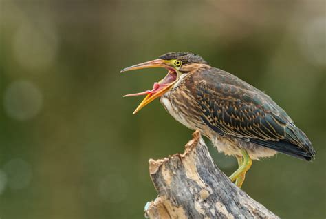 Award Winning Bird Photography Now Tours