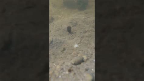 Amazing Fish Axolotl Catching Beautiful Shorts User Youtube