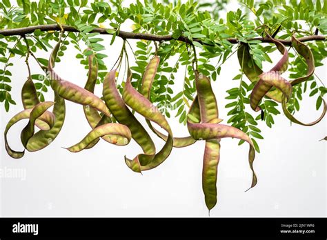 Ceratonia Siliqua Commonly Known As The Wild Carob Tree Or Carob Bush