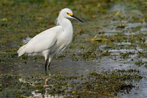 Snowy Egret Stock Photo Image Of Fluff Snowy Plumage 272865838