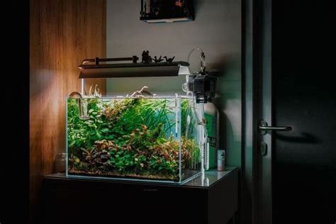 20 Cherry Shrimp Tank Setup Ideas For Absolute Beginners – Acuario Pets