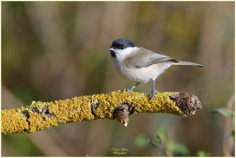 M Sange Nonnette Poecile Palustris Marsh Tit Flickr