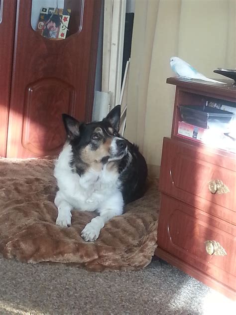 133 Border Collie Names at DogNamed.com
