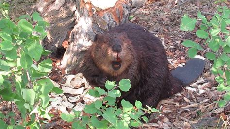 Great Video Of A Beaver Chewing A Tree And Eating Bark Youtube