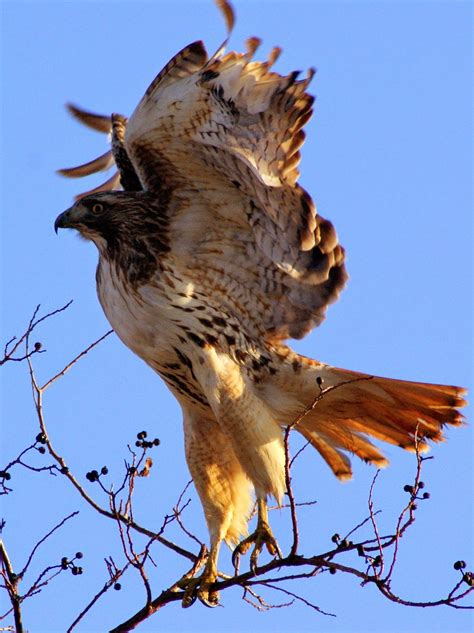 Se Texas Birding And Wildlife Watching Red Tailed Hawks