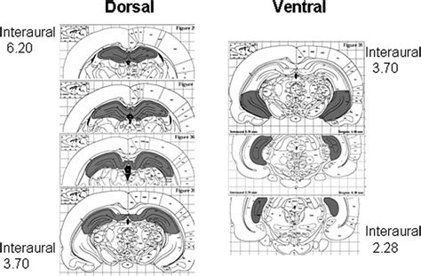 The Dorsoventral And Septotemporal Nature Of The Hippocampus