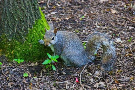 289 Types Of Squirrels The Ultimate Guide To All Squirrel Species In