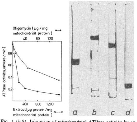 Figure 1 From A Protein Inhibitor Of Mitochondrial Adenosine