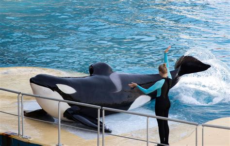 Antibes Nouveau D C S Dune Orque Marineland Cinq Mois Apr S La