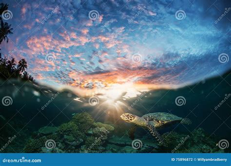 Half Water Seascape With Sunset And Sea Turtle Underwater Royalty Free