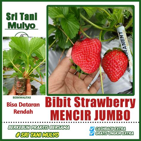 Jual Bibit STRAWBERRY MENCIR JUMBO Beli 6 Gratis 1 Bibit Strawberry