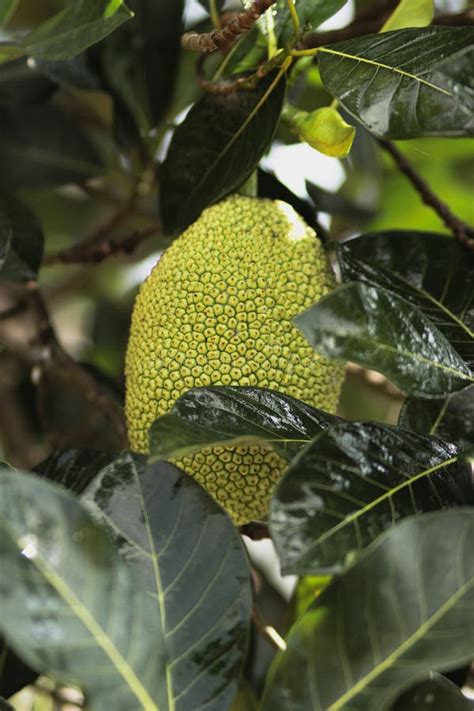 Baby Green Jackfruit Artocarpus Heterophyllus Growing On Tree Stock