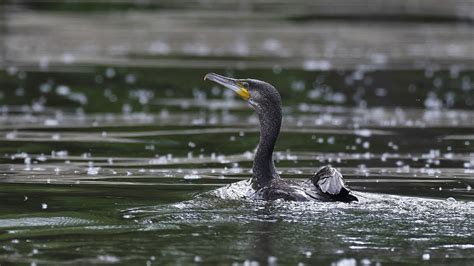 Bird Ornithology Cormorant Free Photo On Pixabay Pixabay