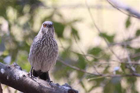 Bird Fauna Beak Hawk Picture Image 112045037