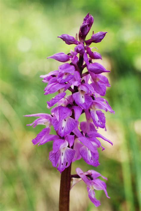 Orchis Mascula Subsp Speciosa Mutel Hegi Orchidee Veneto Anno