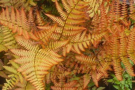 Ferns Plants Types