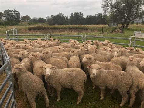 Lot 120 232 Mixed Sex Store Lambs AuctionsPlus
