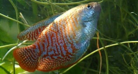 Dwarf Gourami Care Guide Tank Setup Mates Breeding