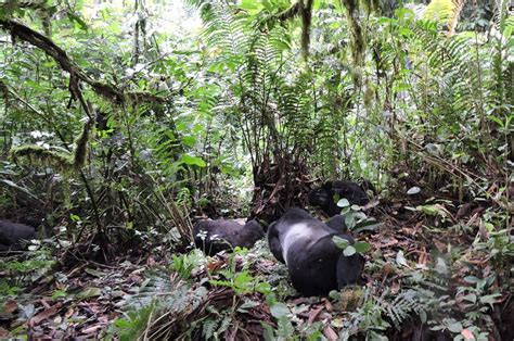 Primate Habituation Tours In Uganda Mgahinga Gorilla National Park