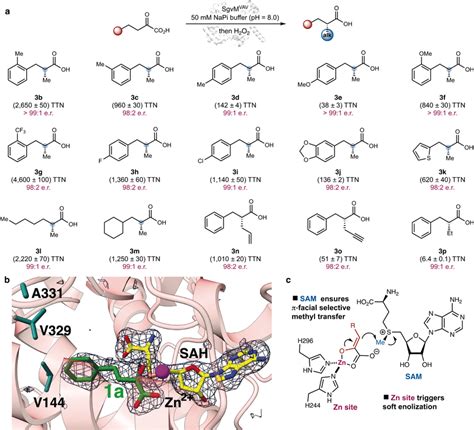 Engineered Triple Mutant Alkyl Transfer Enzyme Sgvmvav Substrate Scope