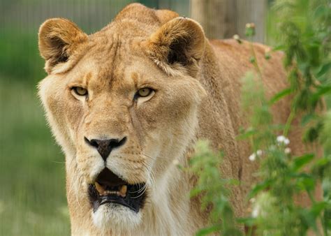 Wildheart Animal Sanctuary - Explore the Isle of Wight