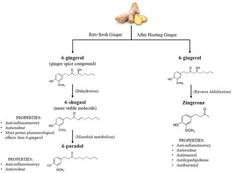 Zingiber Officinale Structure