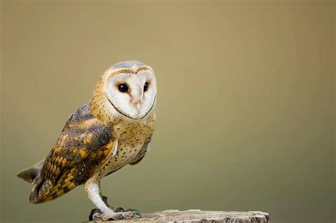 Owl Barn Owl Bird Animal Nature Animal World Hunter Feather