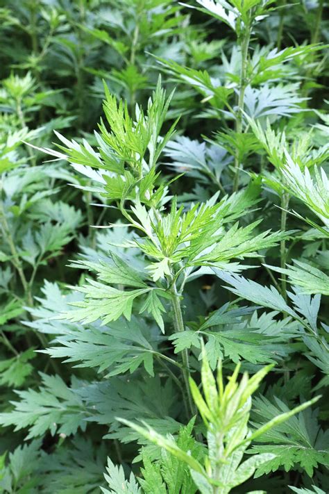 Common Mugwort Seeds Artemisia Vulgaris Wormwood Weed Moxa