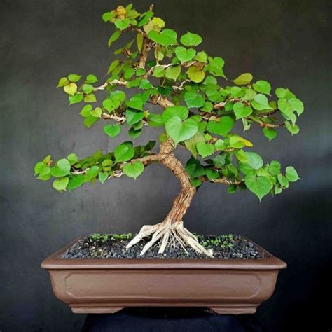 Jual Bahan Bonsai Waru Stek Batang Pohon Waru Shopee Indonesia