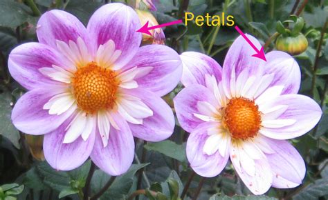 Sepals Vs Petals Whats The Difference Gardeningleave