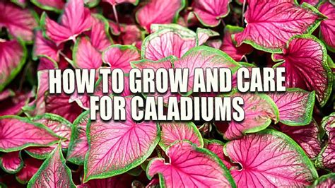 How to Grow and Care for Caladiums: Ensure Thriving Growth with Expert ...