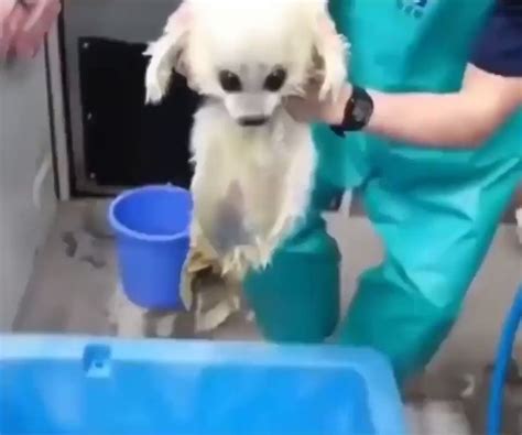 お鮭ご飯 on Twitter RT buitengebieden Baby seals first swimming lesson