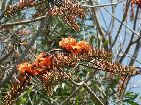 Erythrina Numerosabats Wing Coral Tree Paten Park Native Nursery