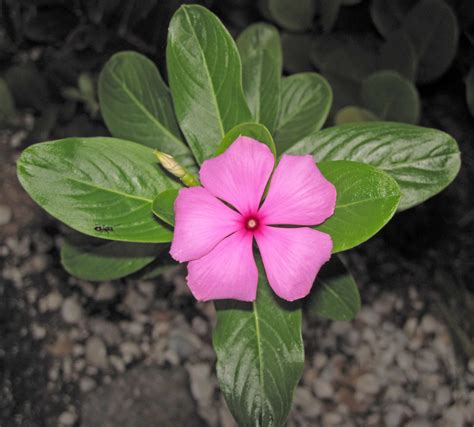 Catharanthus Roseus Madagascar Periwinkle Sanibel Island Florida