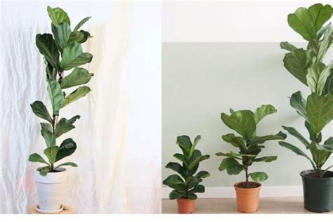 Como Cultivar Ficus Lyrata Em Casa